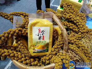 高清圖美翻了！果蔬會(huì)上奇瓜異果引爆眼球，農(nóng)副產(chǎn)品煥發(fā)新光彩